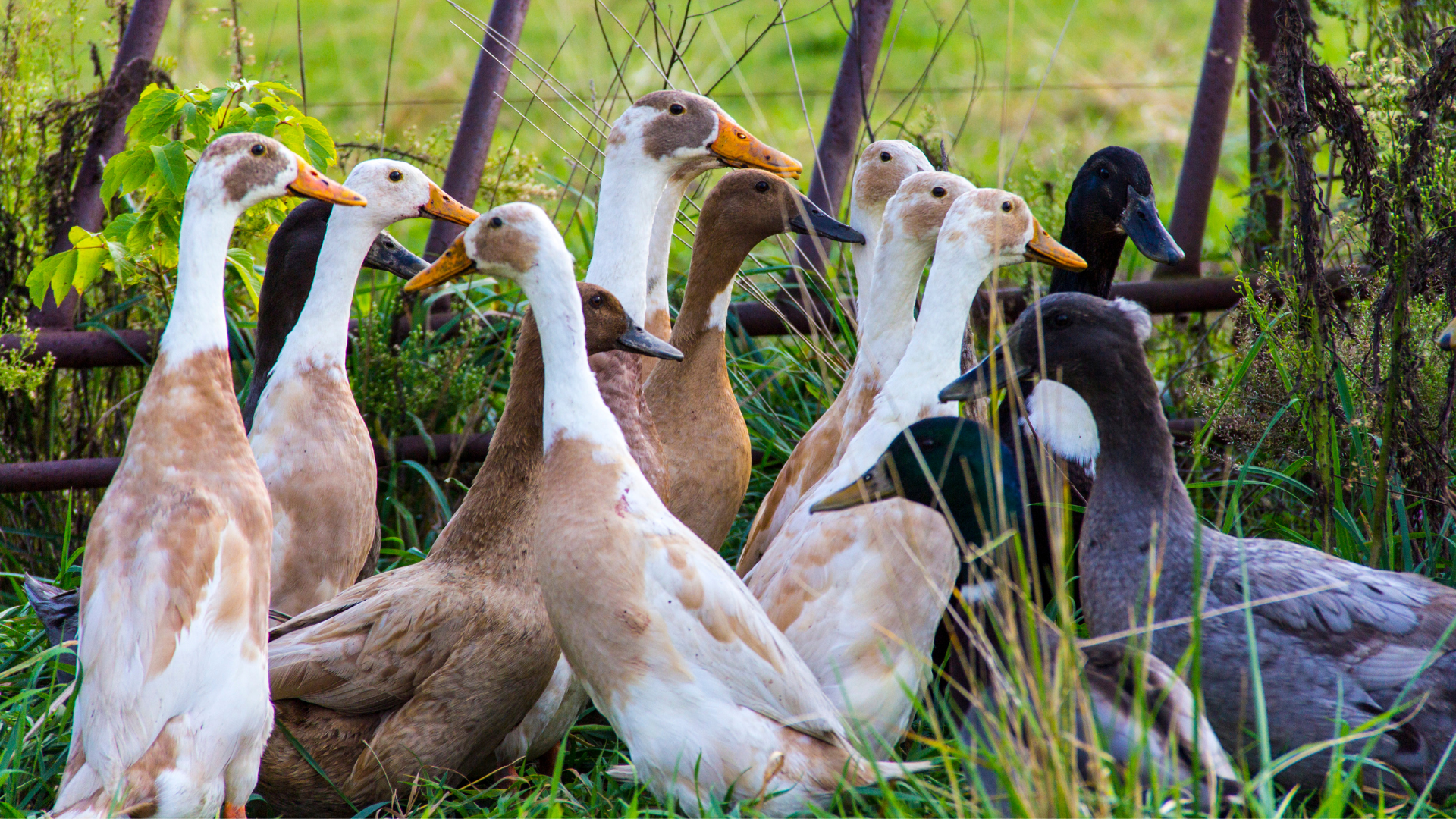 runner ducks.png
