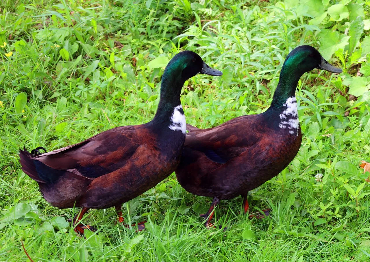Y553_-_Blue_Swedish_Ducklings__46180.jpg