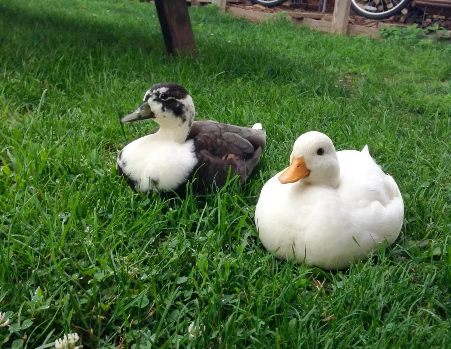 call-ducks.webp