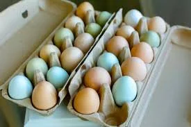 Chicken Eggs