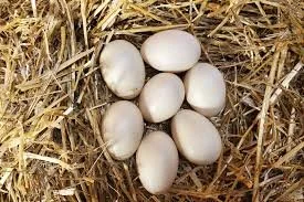 Duck Eggs