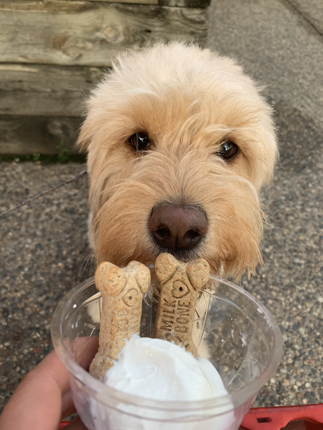 Josie, Anita's goldendoodle, licking a cup of vanilla ice cream with two dog biscuits inserted in the top, outdoors on a concrete surface near a wooden fence.