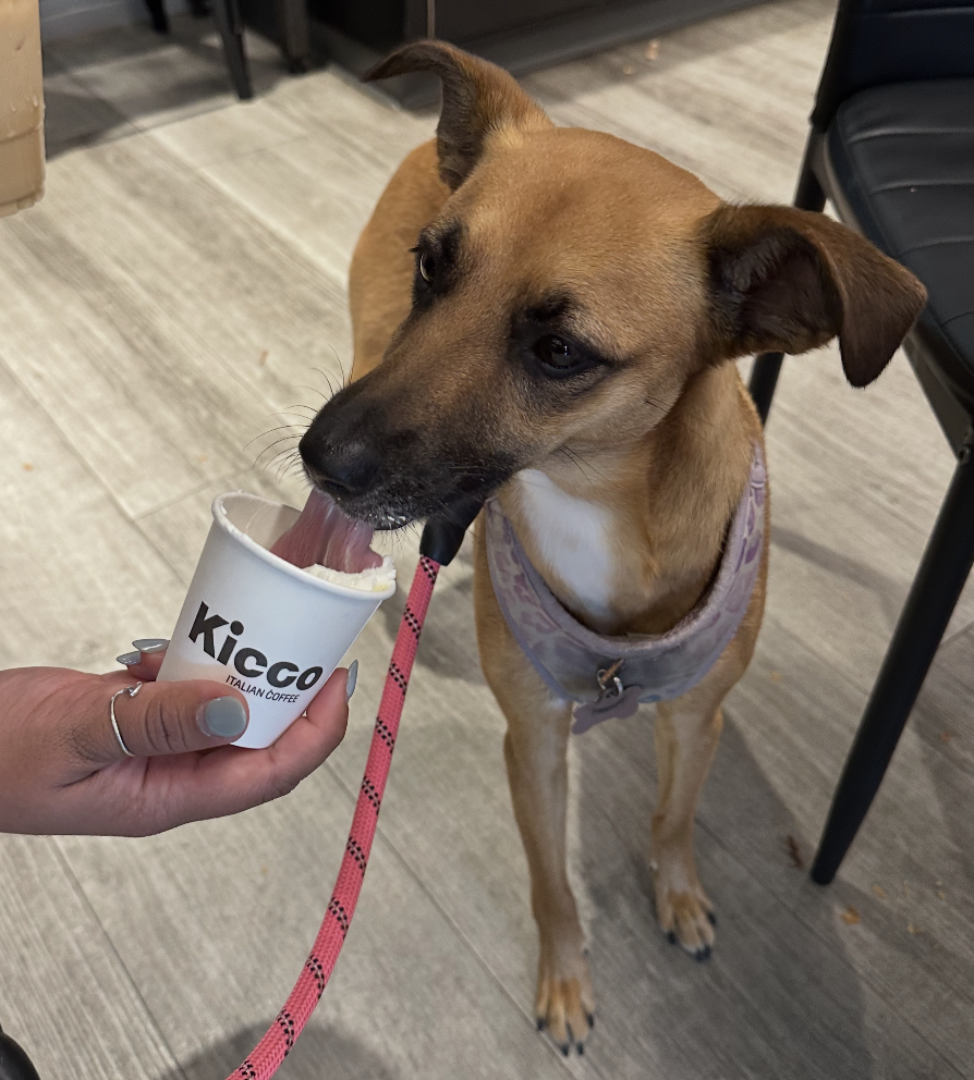 A tan and black dog licking a cup of ice cream held by a person