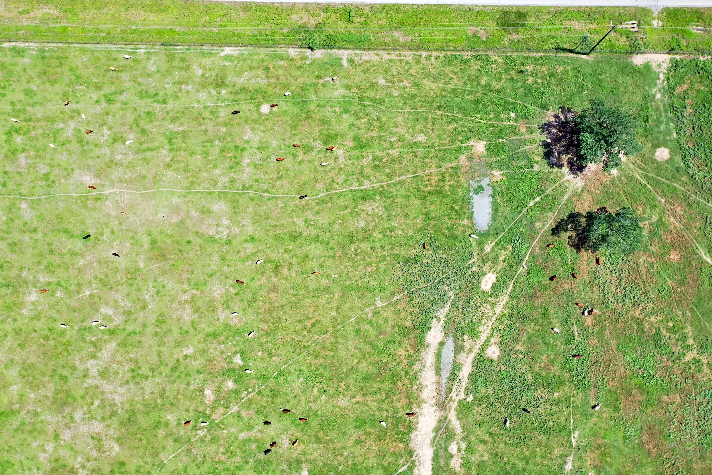 Cattle Pic 1.jpg