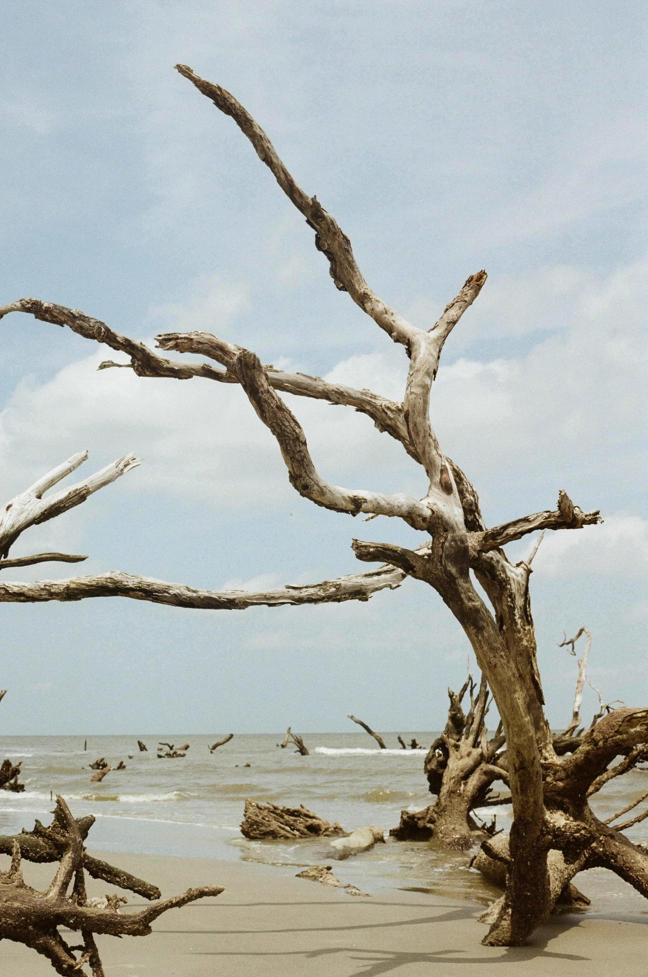 A sandy beach with scattered driftwood and dead trees, some of which are submerged in the water, under a cloudy sky.
