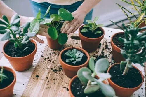 Plant Parenthood Adoption Event
