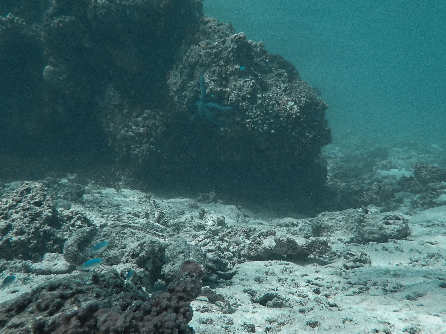 TrejoRaquel_Coral Kids_Marine Conservation_Oceania-5.jpg