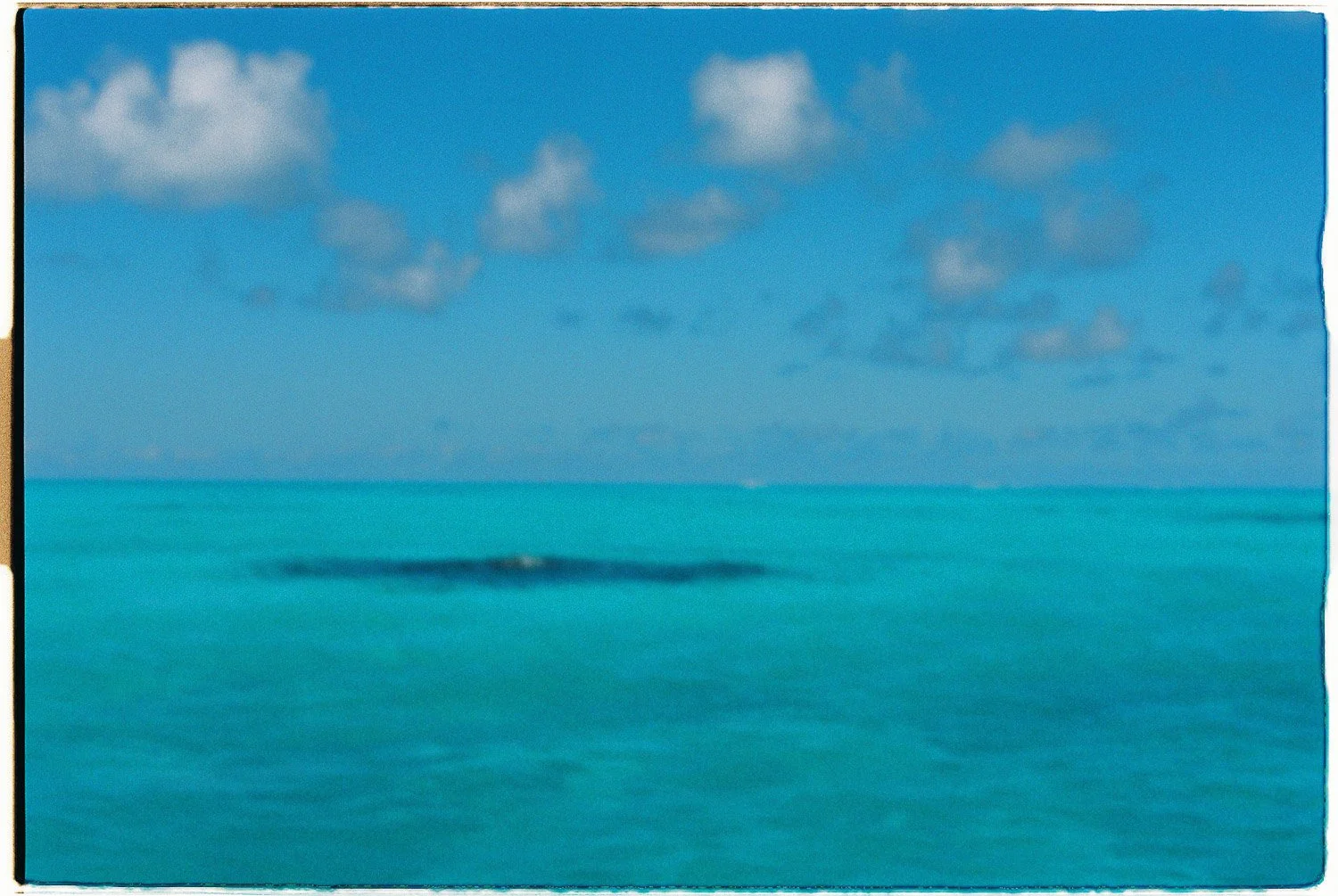 TrejoRaquel_Coral Kids_Marine Conservation_Oceania-5-2.jpg