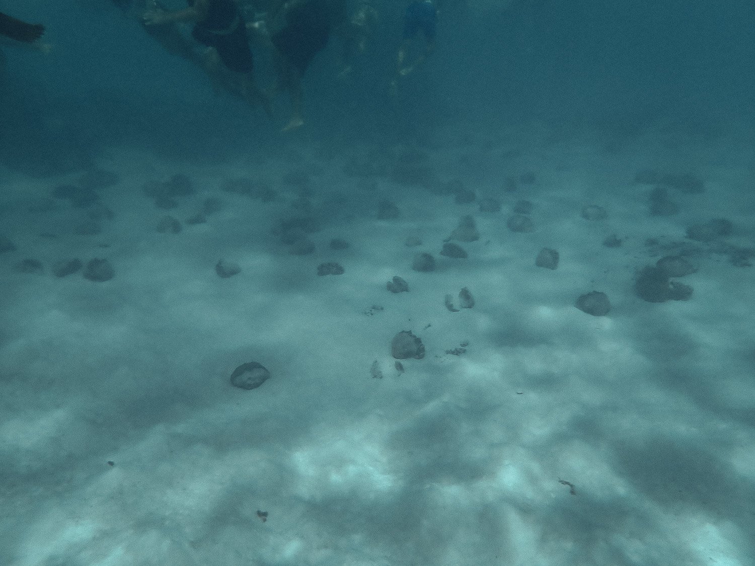 TrejoRaquel_Coral Kids_Marine Conservation_Oceania-92.jpg