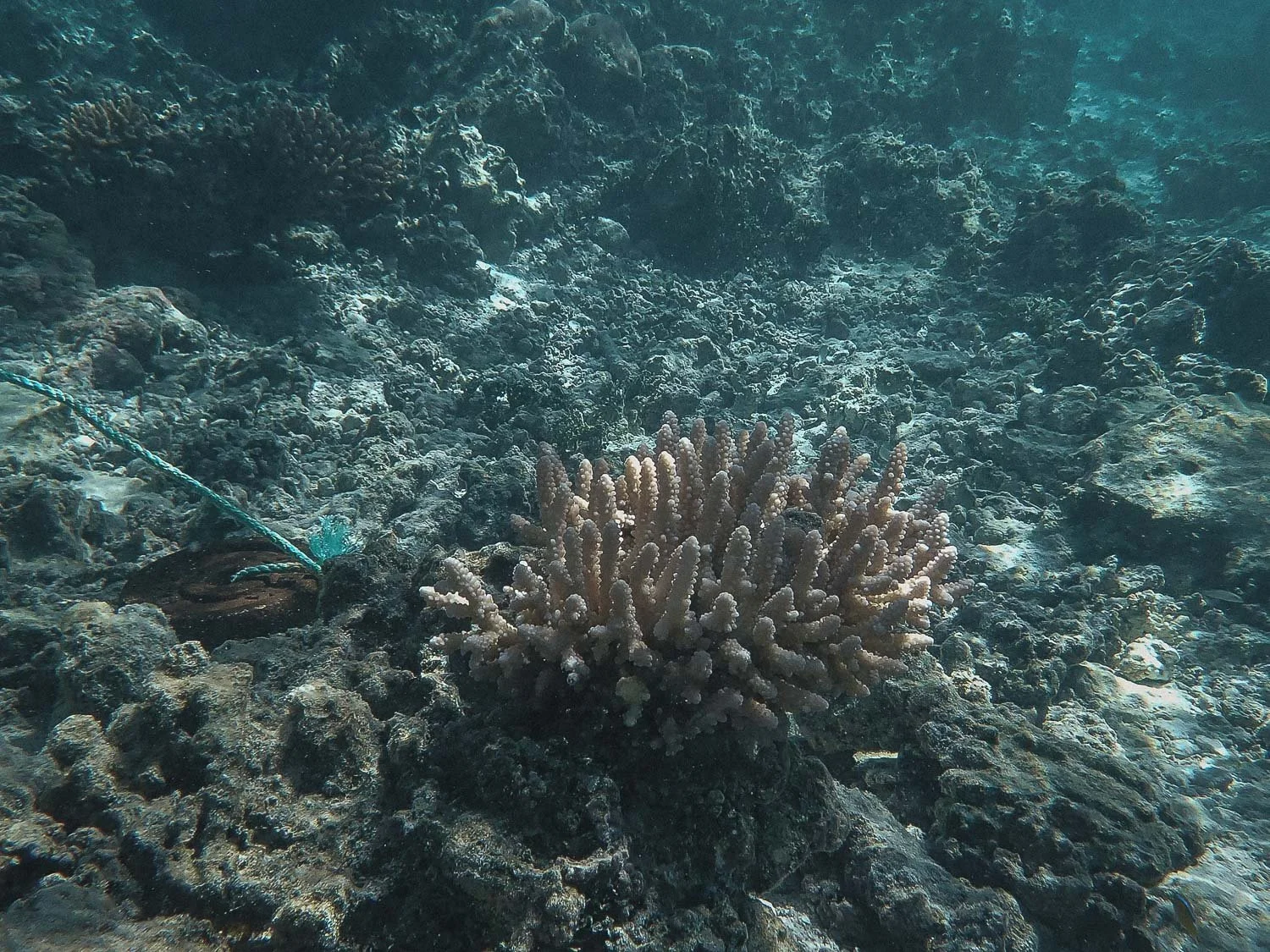 TrejoRaquel_Coral Kids_Marine Conservation_Oceania-20.jpg