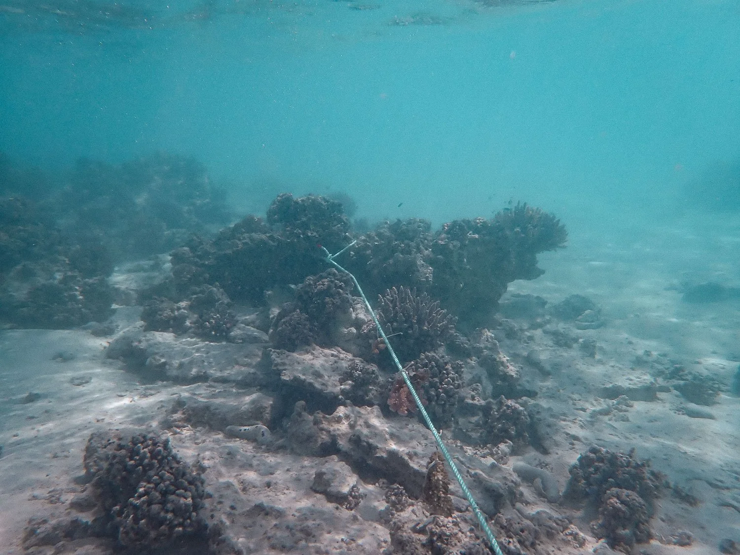 TrejoRaquel_Coral Kids_Marine Conservation_Oceania-63.jpg