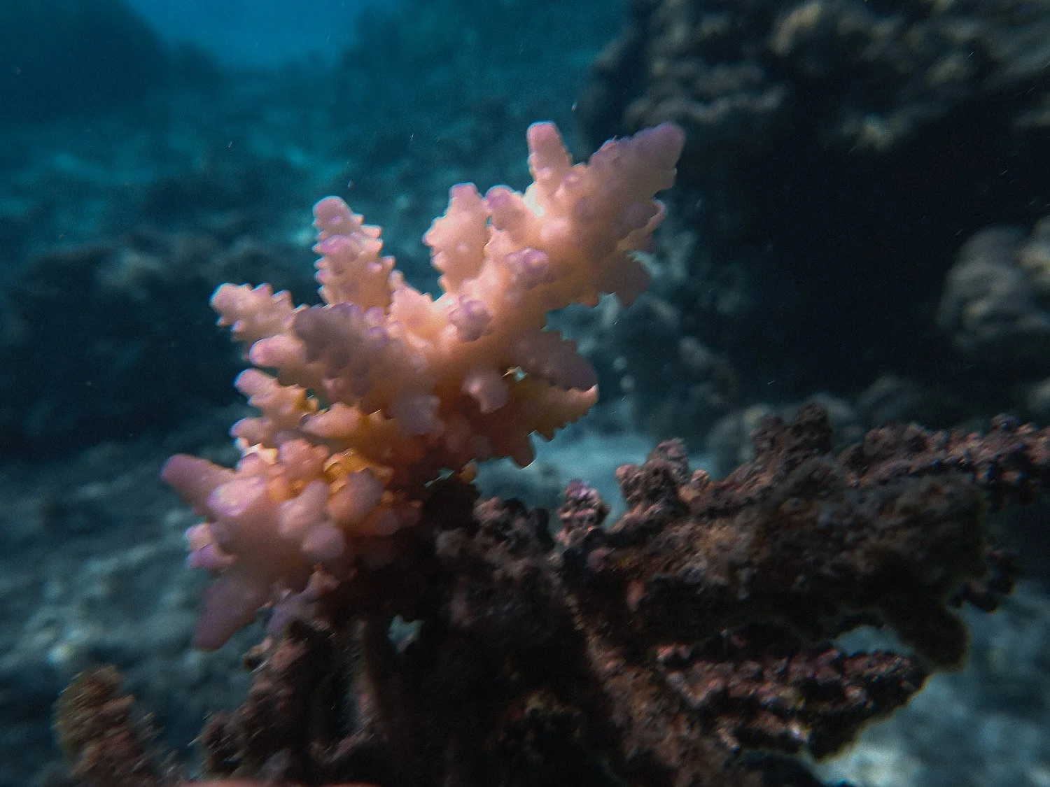 TrejoRaquel_Coral Kids_Marine Conservation_Oceania-21.jpg