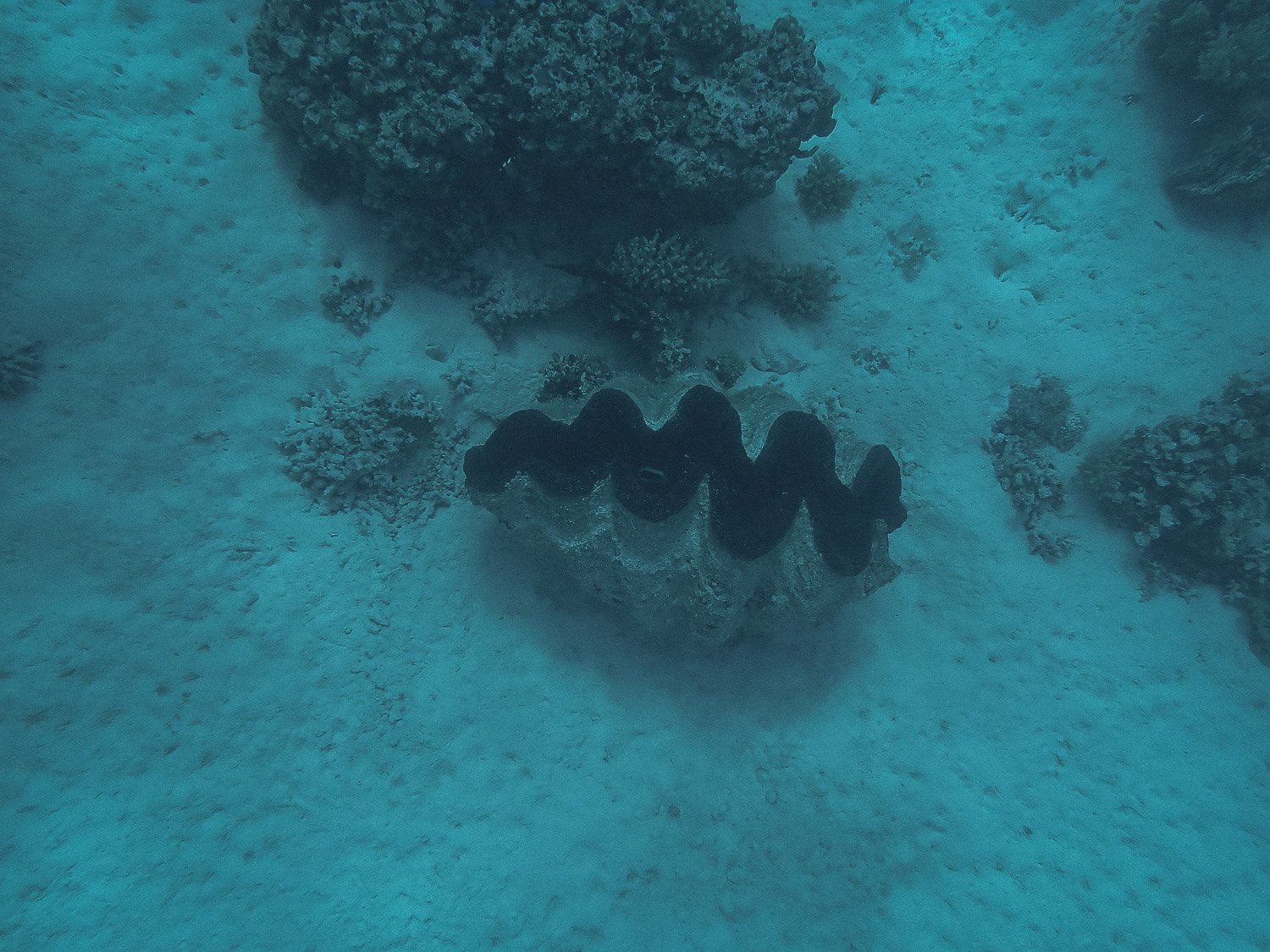 TrejoRaquel_Coral Kids_Marine Conservation_Oceania-85.jpg