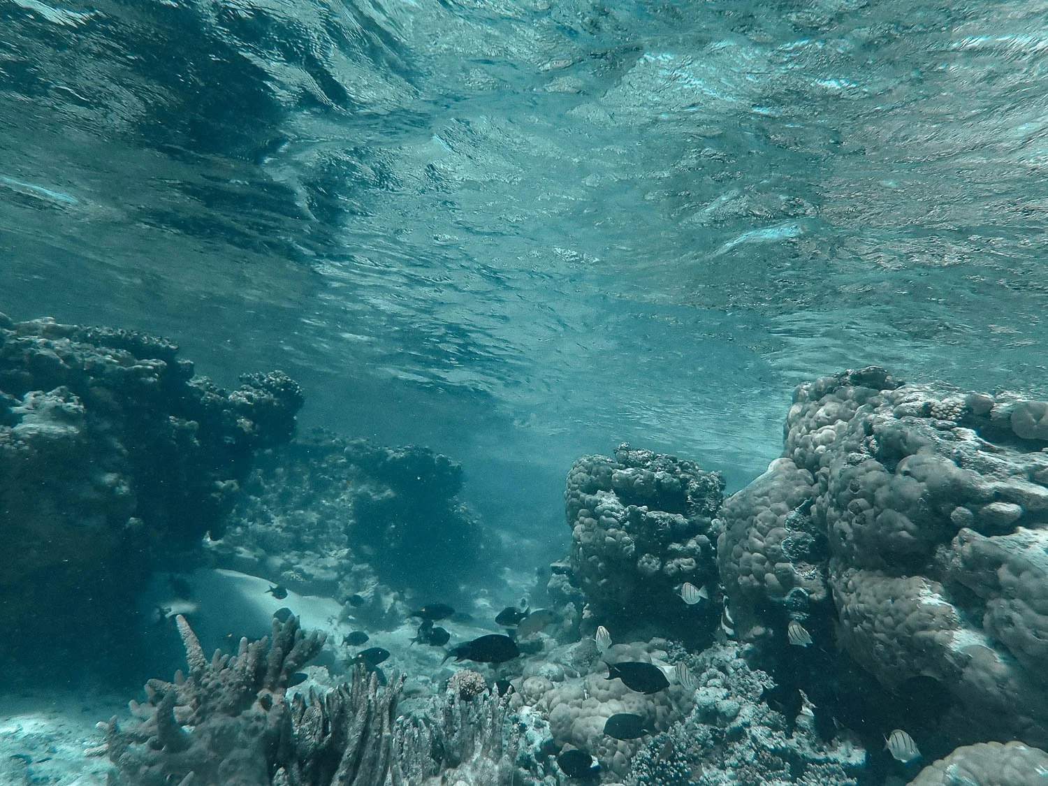 TrejoRaquel_Coral Kids_Marine Conservation_Oceania-150.jpg