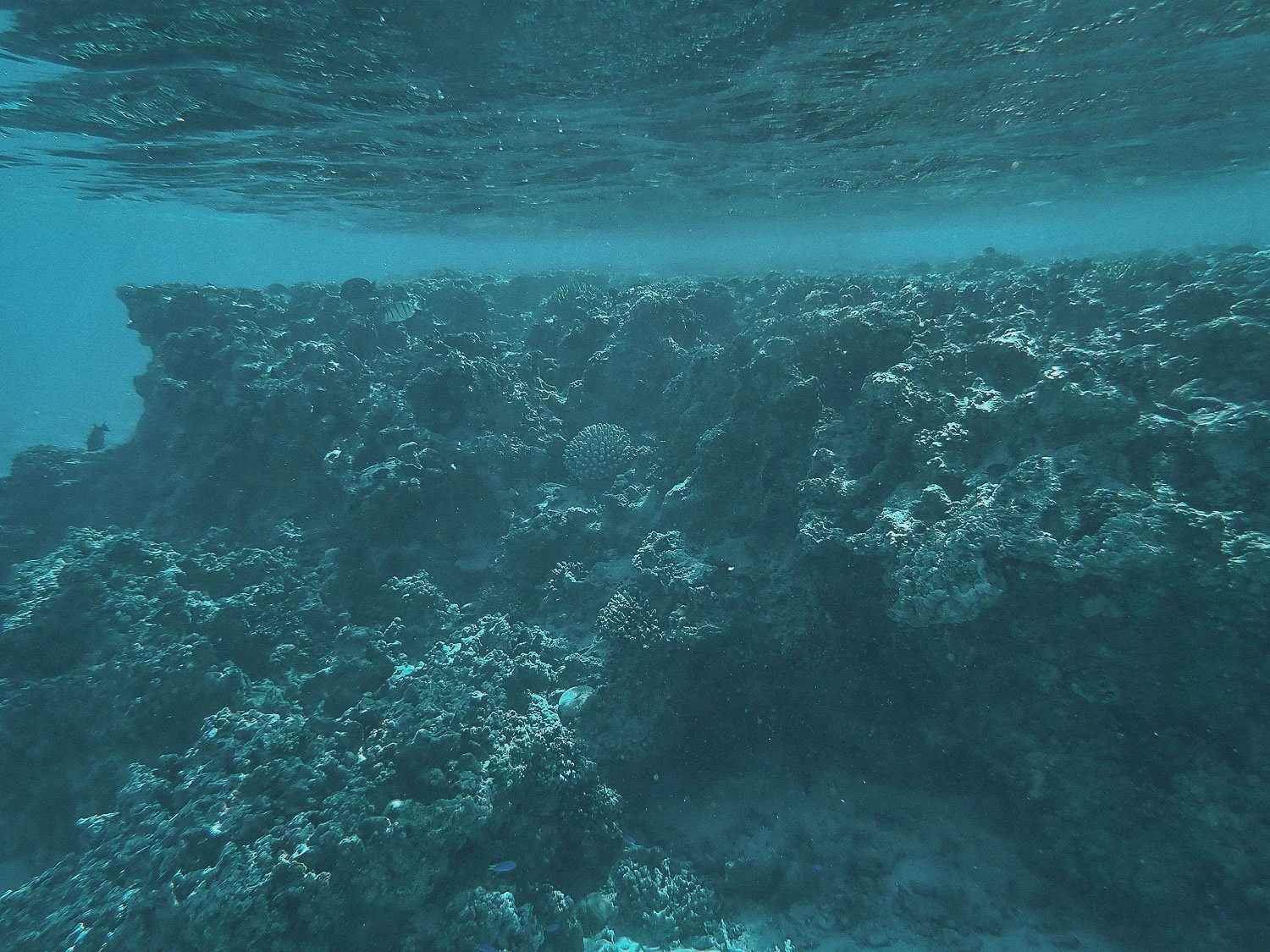TrejoRaquel_Coral Kids_Marine Conservation_Oceania-151.jpg
