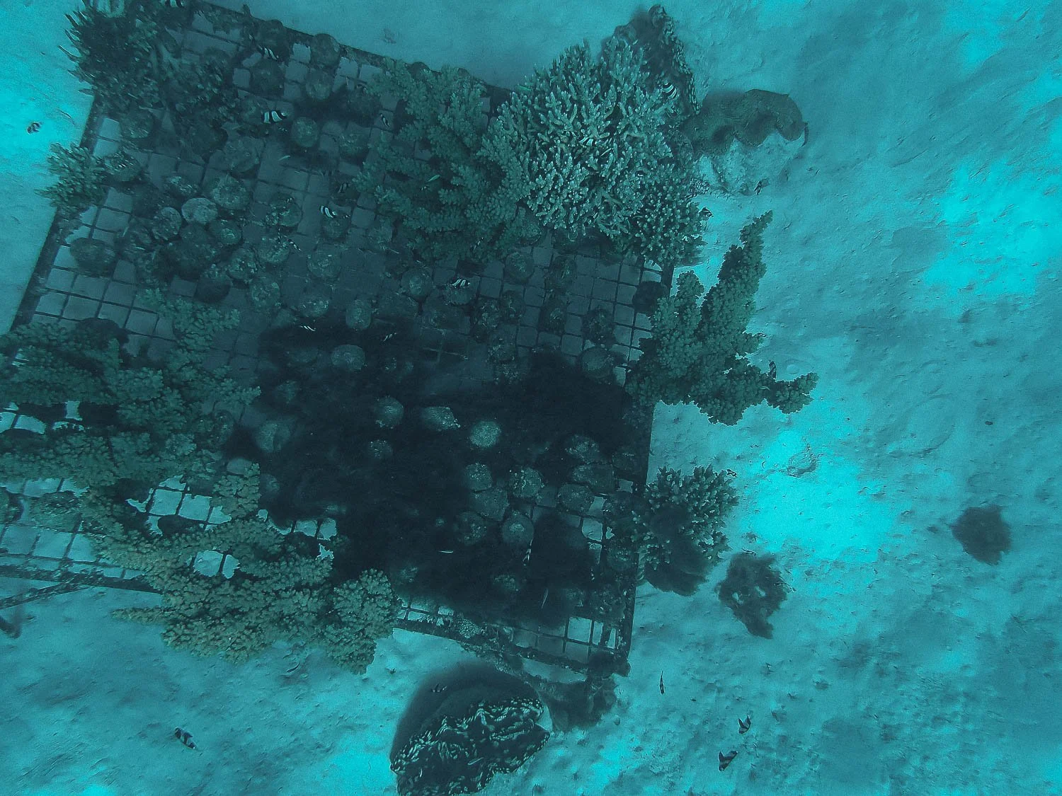 TrejoRaquel_Coral Kids_Marine Conservation_Oceania-72.jpg