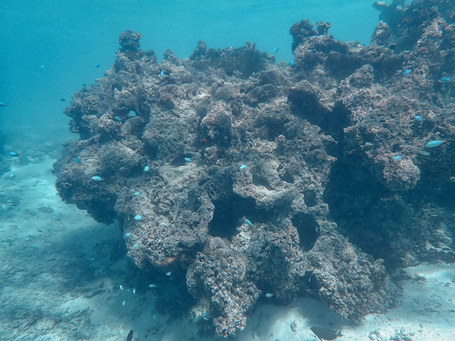 TrejoRaquel_Coral Kids_Marine Conservation_Oceania-2.jpg