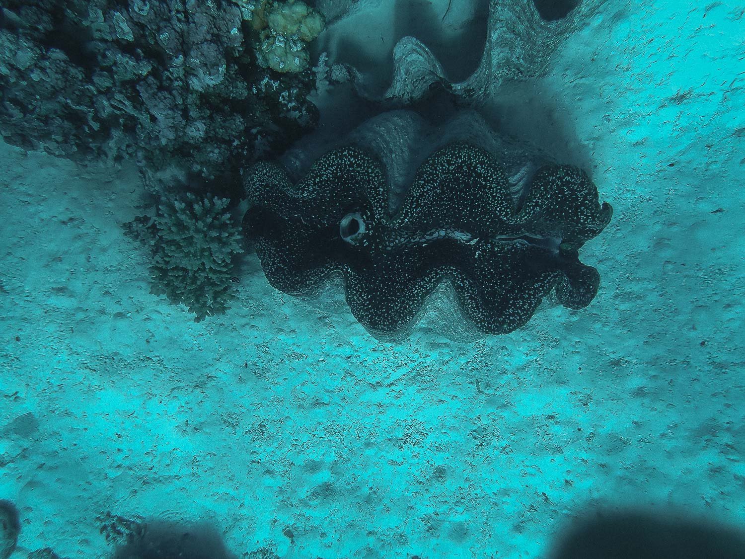 TrejoRaquel_Coral Kids_Marine Conservation_Oceania-102.jpg