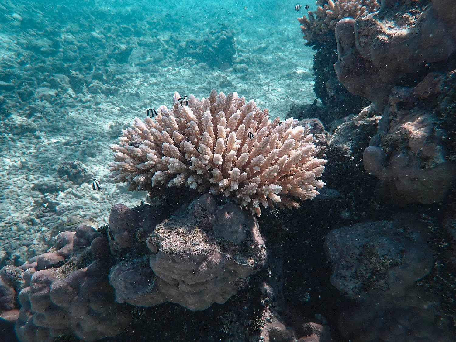 TrejoRaquel_Coral Kids_Marine Conservation_Oceania-9.jpg