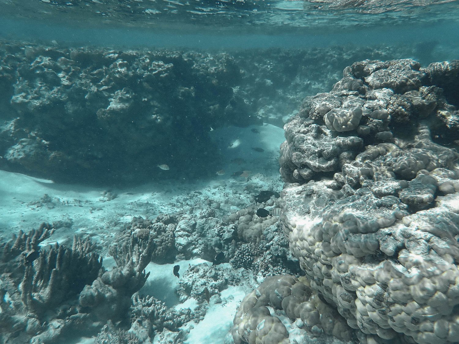TrejoRaquel_Coral Kids_Marine Conservation_Oceania-149.jpg