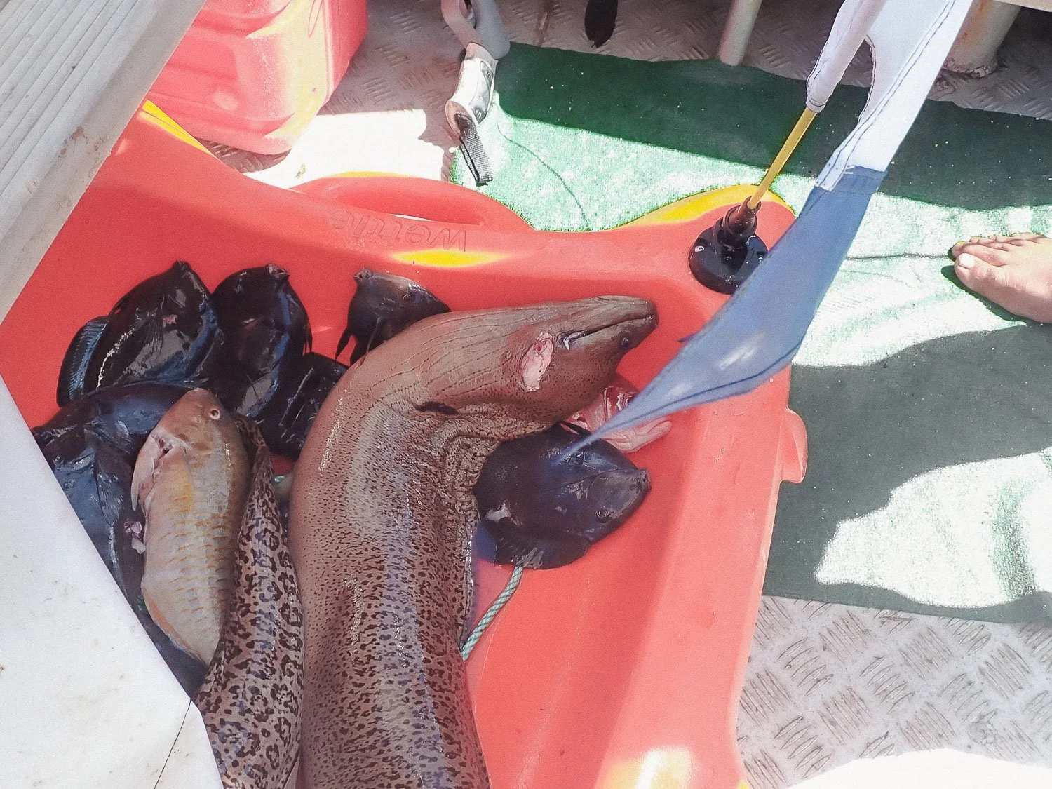 TrejoRaquel_Coral Kids_Marine Conservation_Oceania-23.jpg