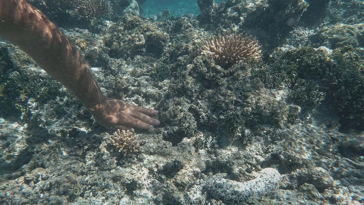TrejoRaquel_Coral Kids_Marine Conservation_Oceania-17.jpg