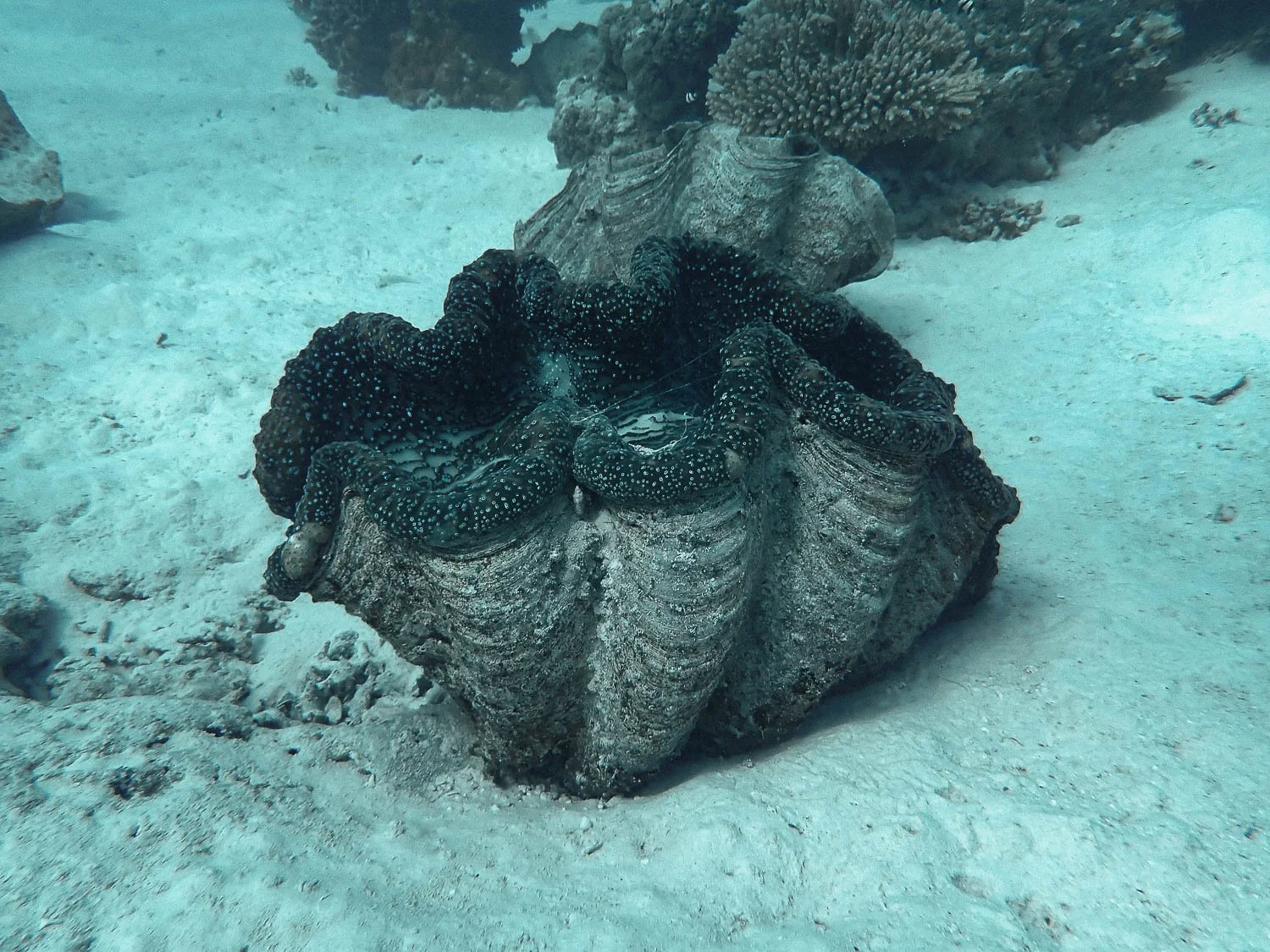 TrejoRaquel_Coral Kids_Marine Conservation_Oceania-73.jpg