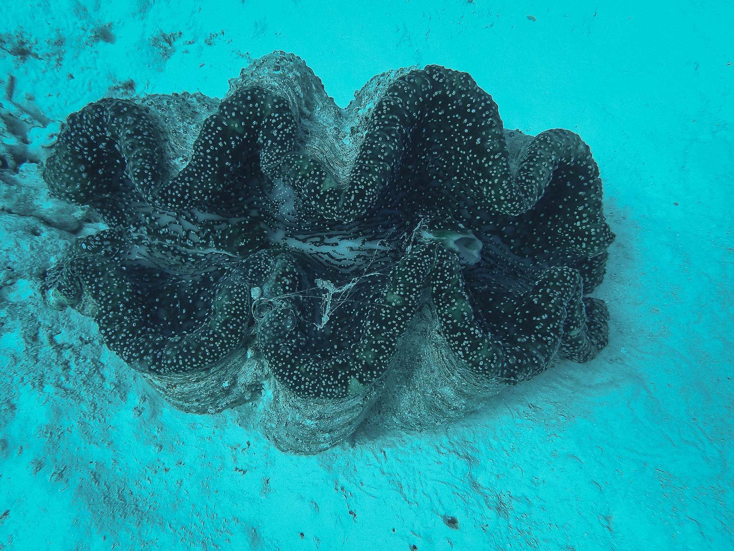TrejoRaquel_Coral Kids_Marine Conservation_Oceania-74.jpg