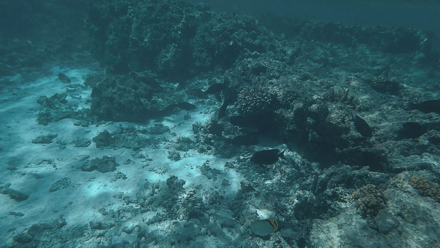 TrejoRaquel_Coral Kids_Marine Conservation_Oceania-7.jpg