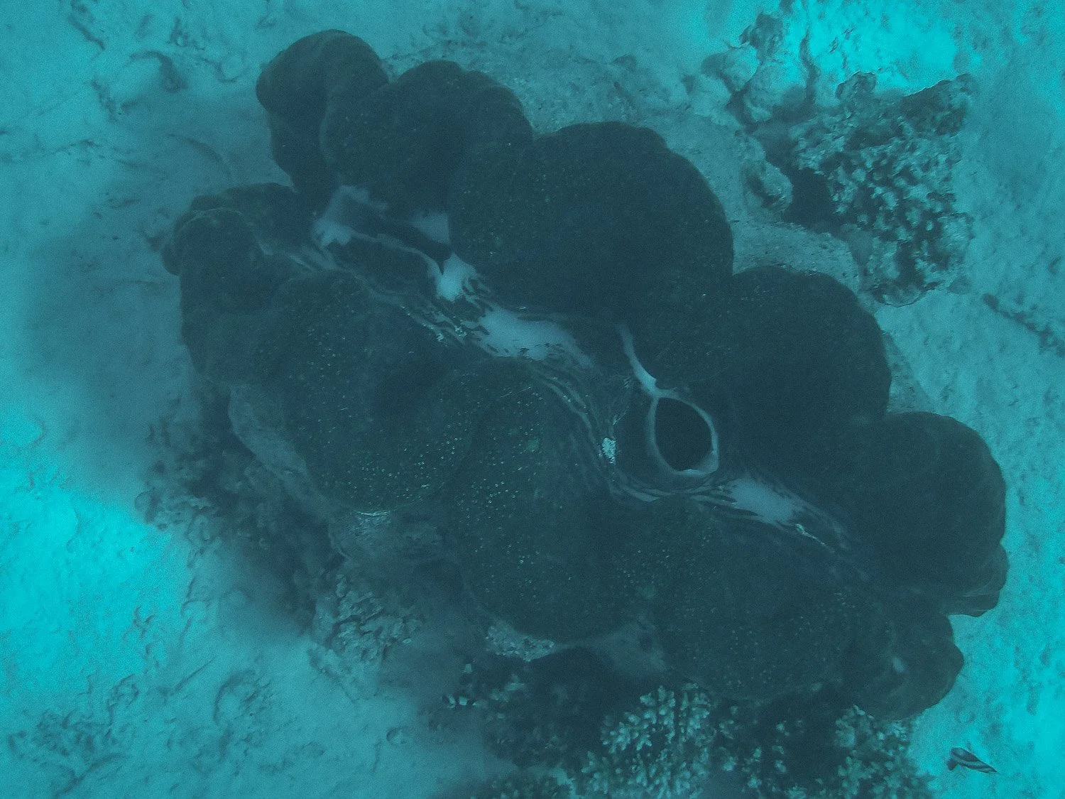 TrejoRaquel_Coral Kids_Marine Conservation_Oceania-83.jpg