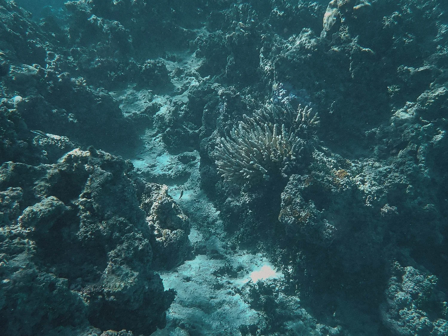 TrejoRaquel_Coral Kids_Marine Conservation_Oceania-4.jpg