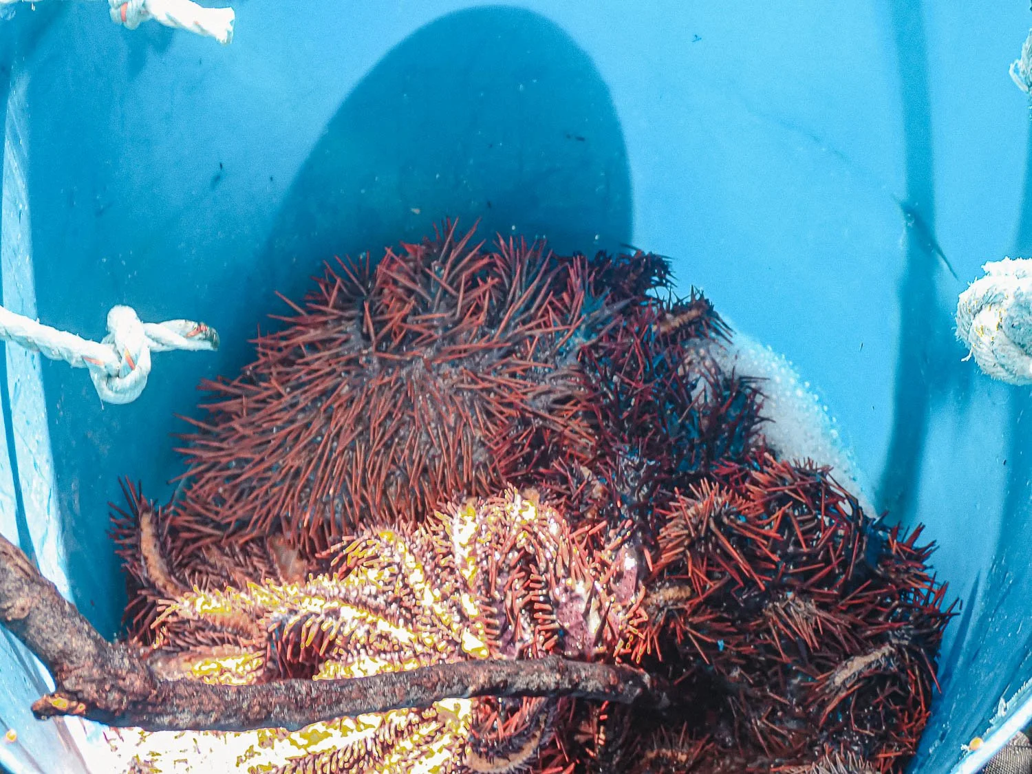 TrejoRaquel_Coral Kids_Marine Conservation_Oceania-160.jpg