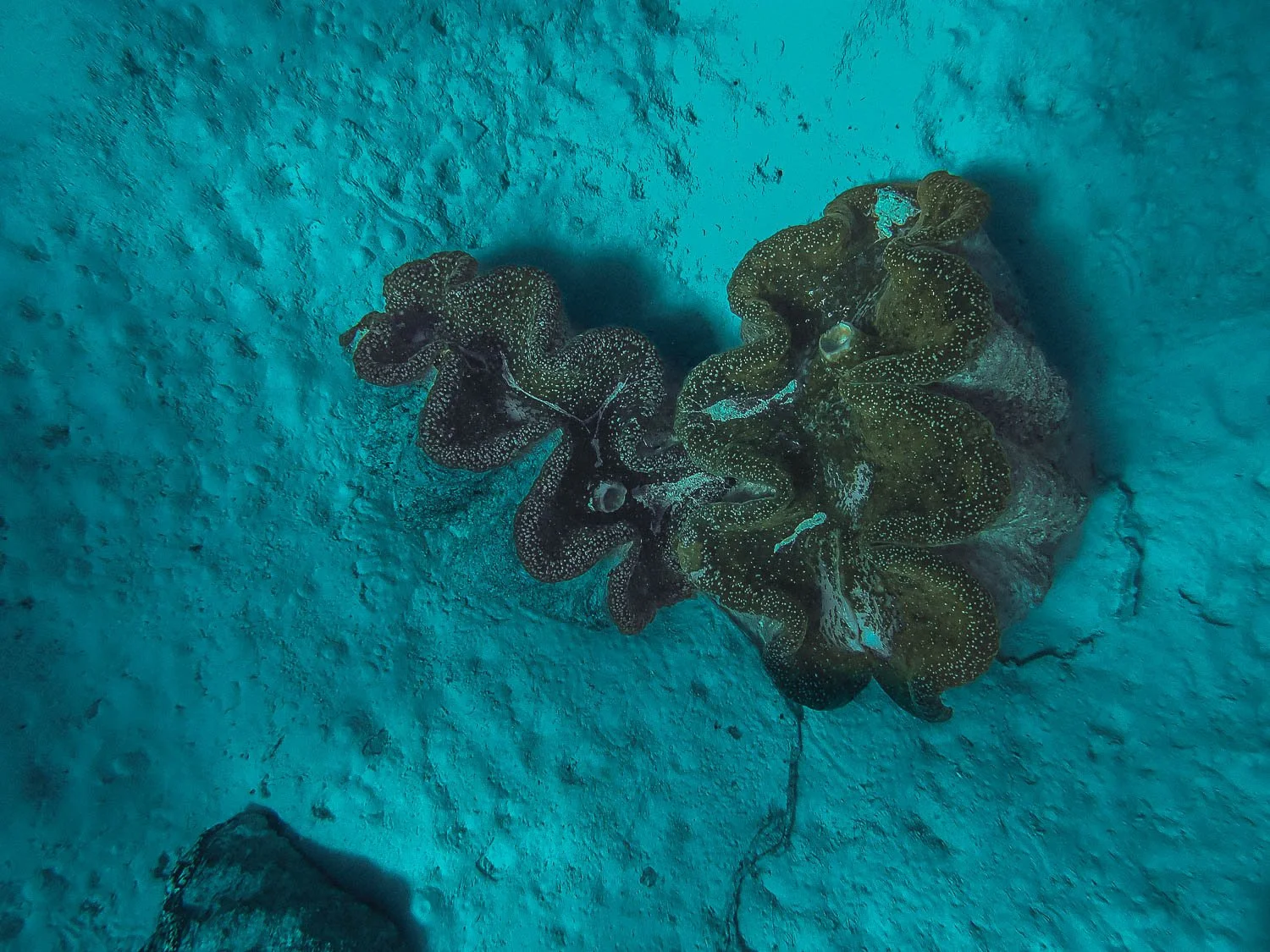 TrejoRaquel_Coral Kids_Marine Conservation_Oceania-100.jpg
