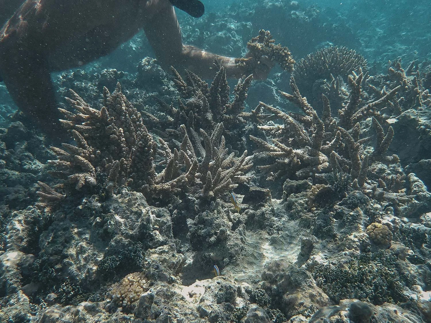 TrejoRaquel_Coral Kids_Marine Conservation_Oceania-13.jpg