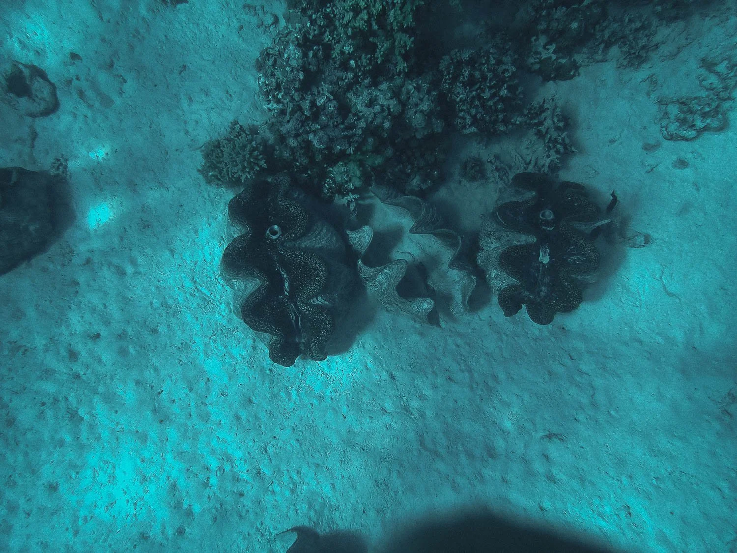 TrejoRaquel_Coral Kids_Marine Conservation_Oceania-101.jpg