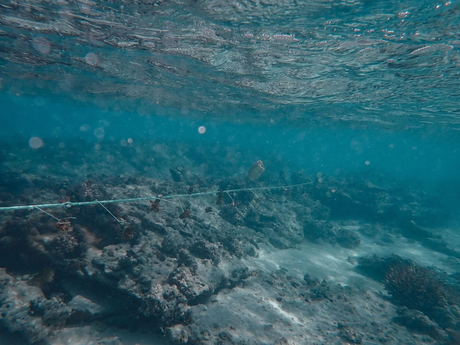 TrejoRaquel_Coral Kids_Marine Conservation_Oceania-68.jpg