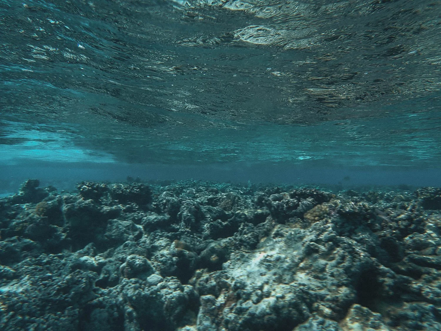 TrejoRaquel_Coral Kids_Marine Conservation_Oceania-145.jpg