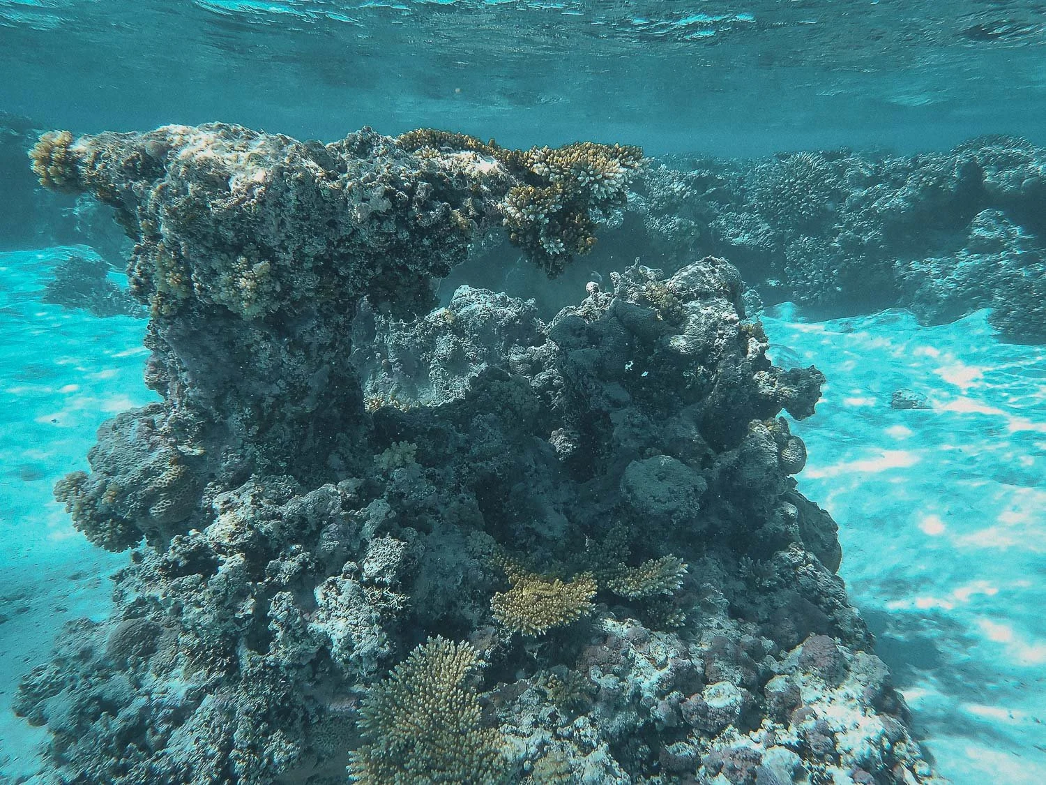 TrejoRaquel_Coral Kids_Marine Conservation_Oceania-138.jpg