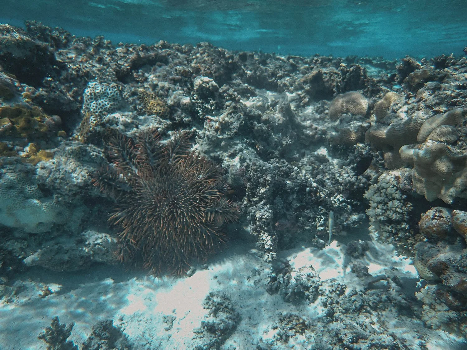 TrejoRaquel_Coral Kids_Marine Conservation_Oceania-143.jpg