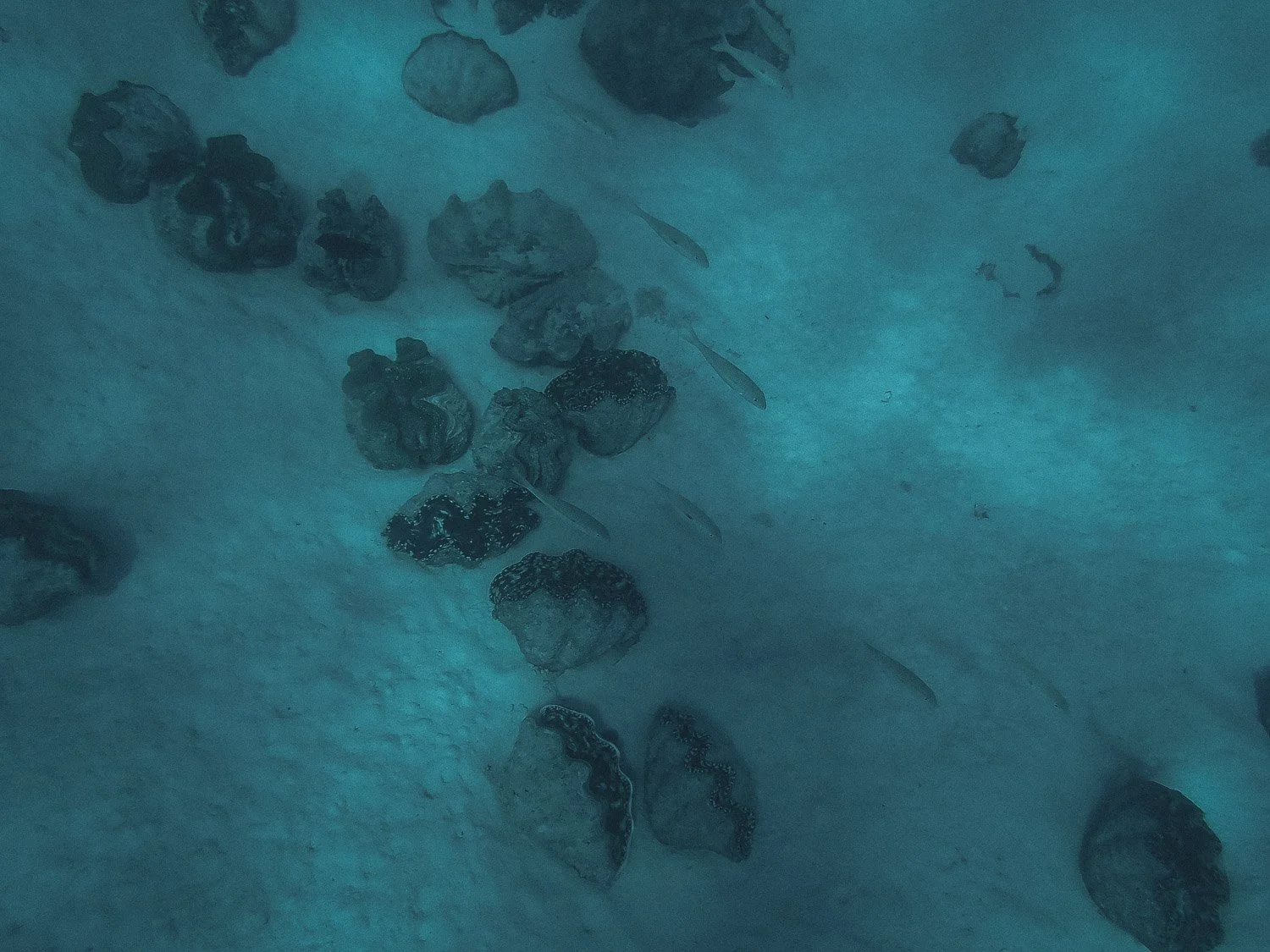 TrejoRaquel_Coral Kids_Marine Conservation_Oceania-124.jpg