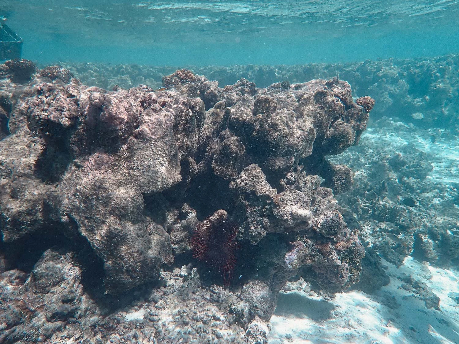 TrejoRaquel_Coral Kids_Marine Conservation_Oceania-8.jpg
