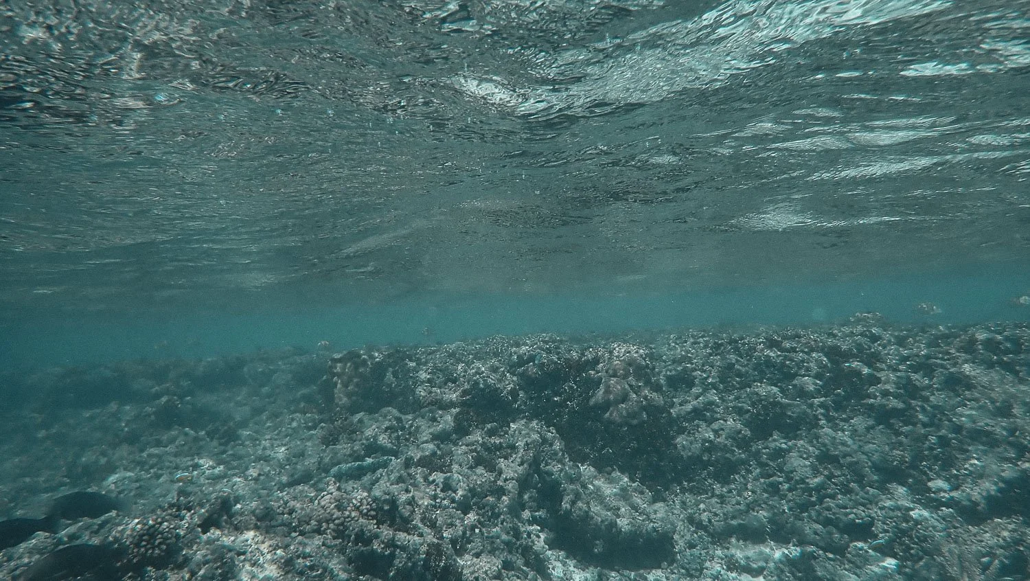 TrejoRaquel_Coral Kids_Marine Conservation_Oceania-6.jpg