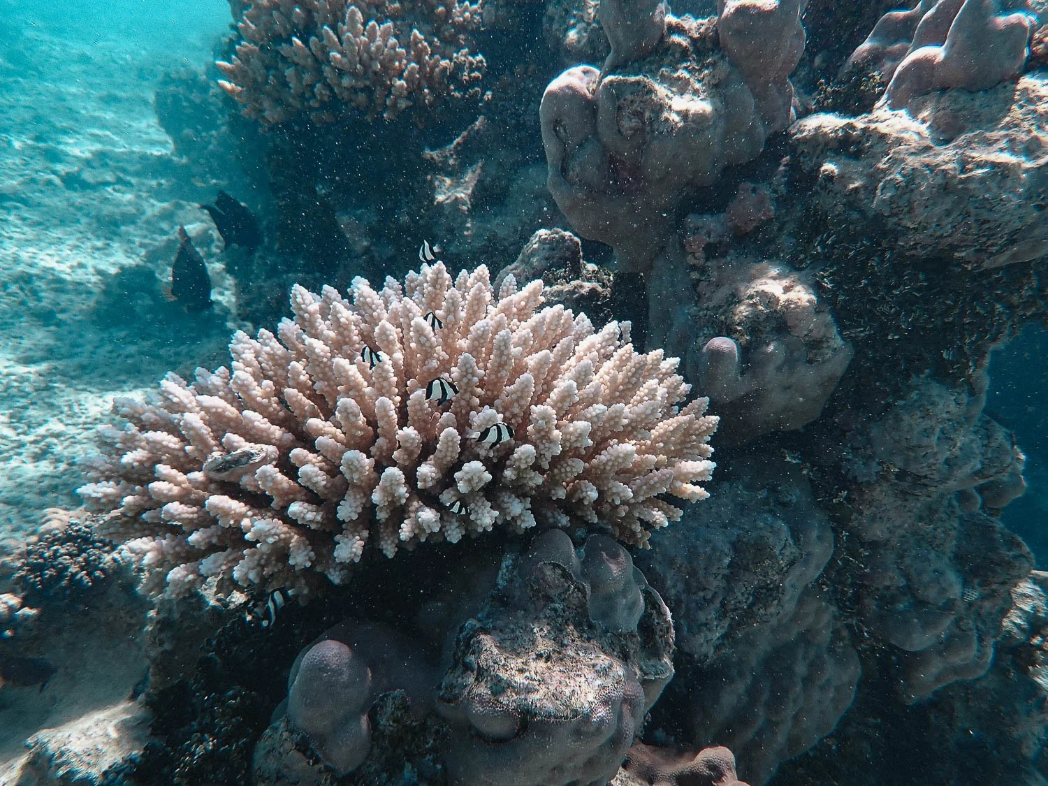 TrejoRaquel_Coral Kids_Marine Conservation_Oceania-10.jpg