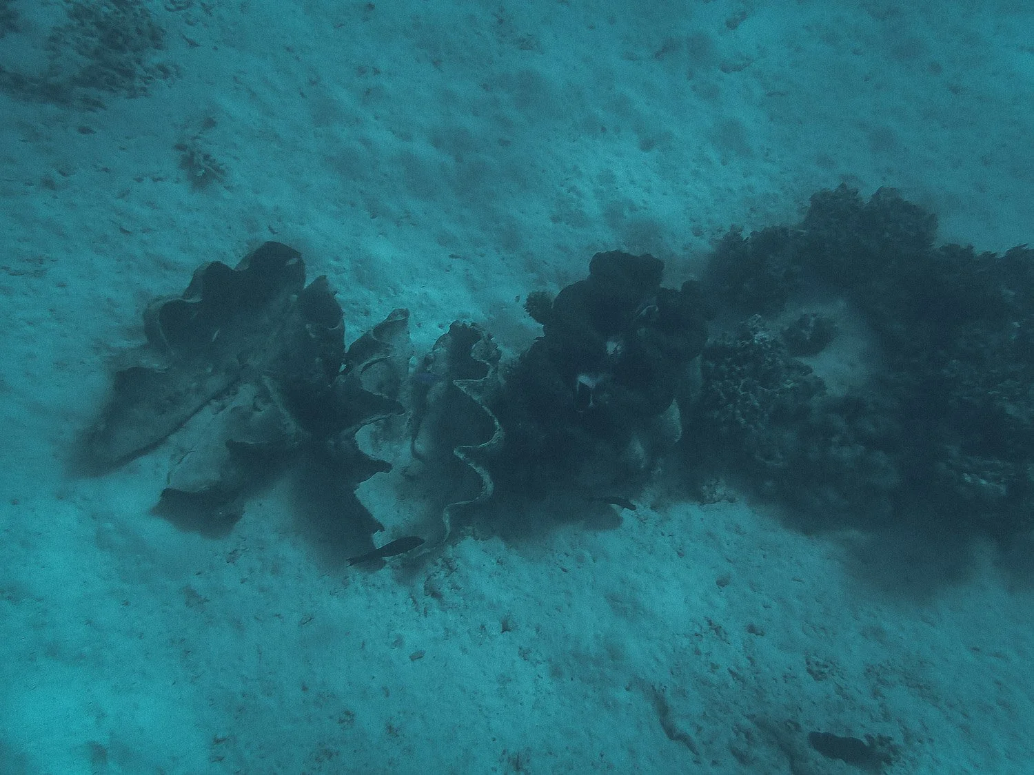 TrejoRaquel_Coral Kids_Marine Conservation_Oceania-90.jpg