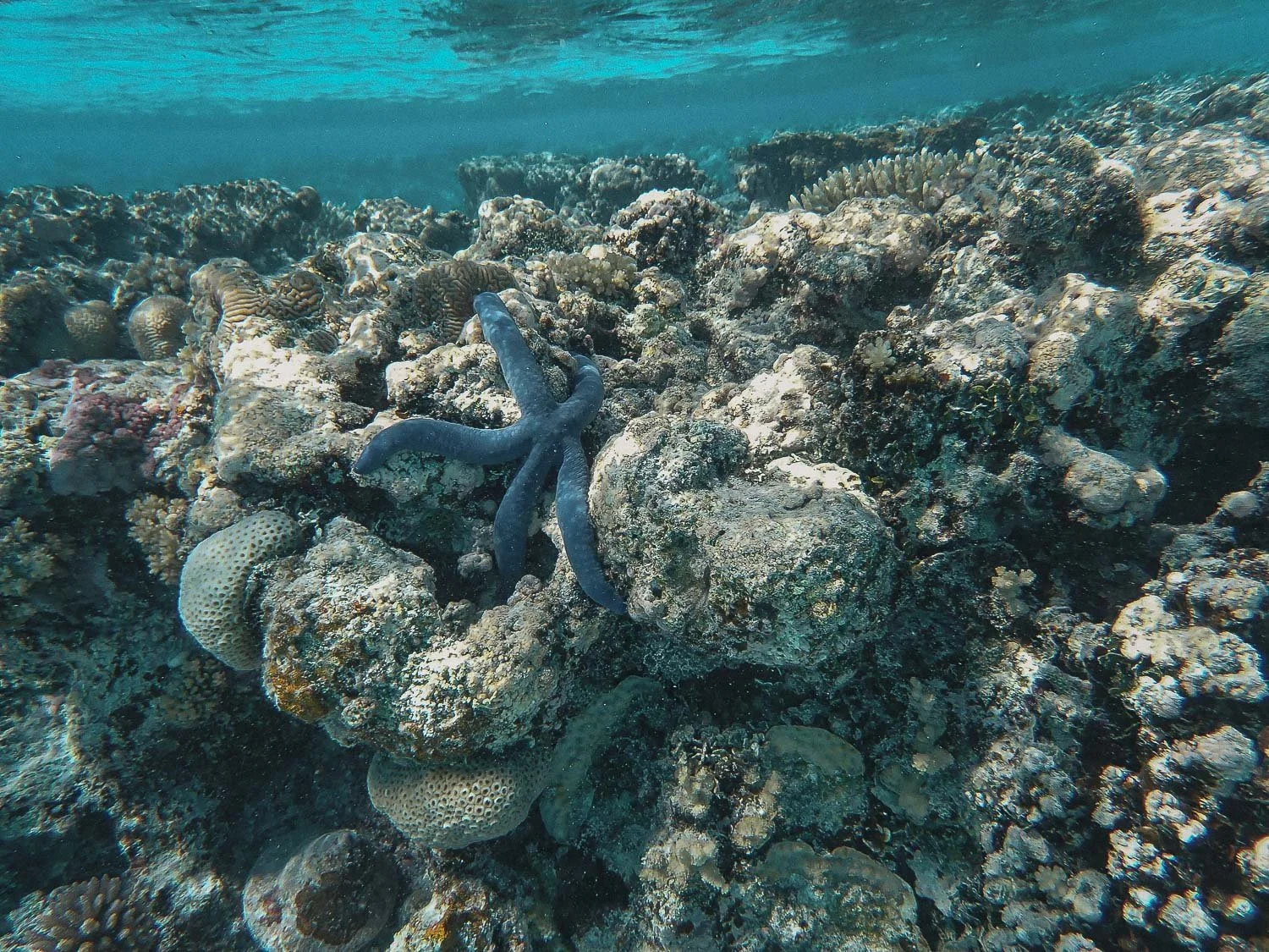 TrejoRaquel_Coral Kids_Marine Conservation_Oceania-139.jpg