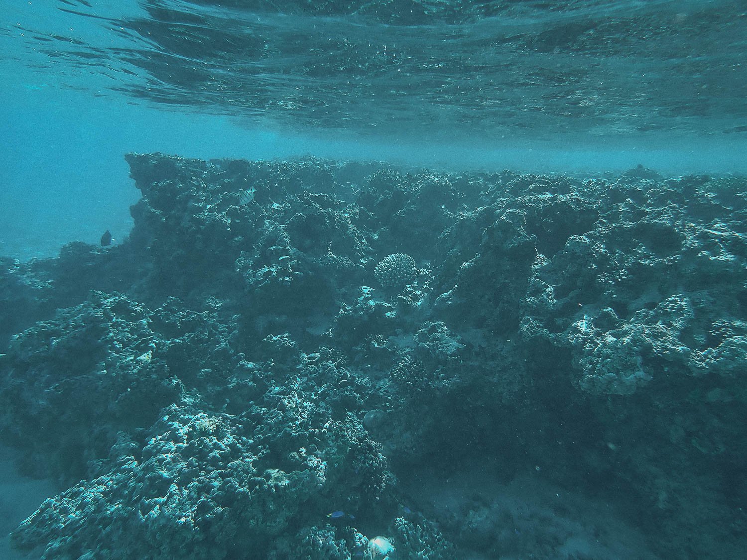 TrejoRaquel_Coral Kids_Marine Conservation_Oceania-152.jpg