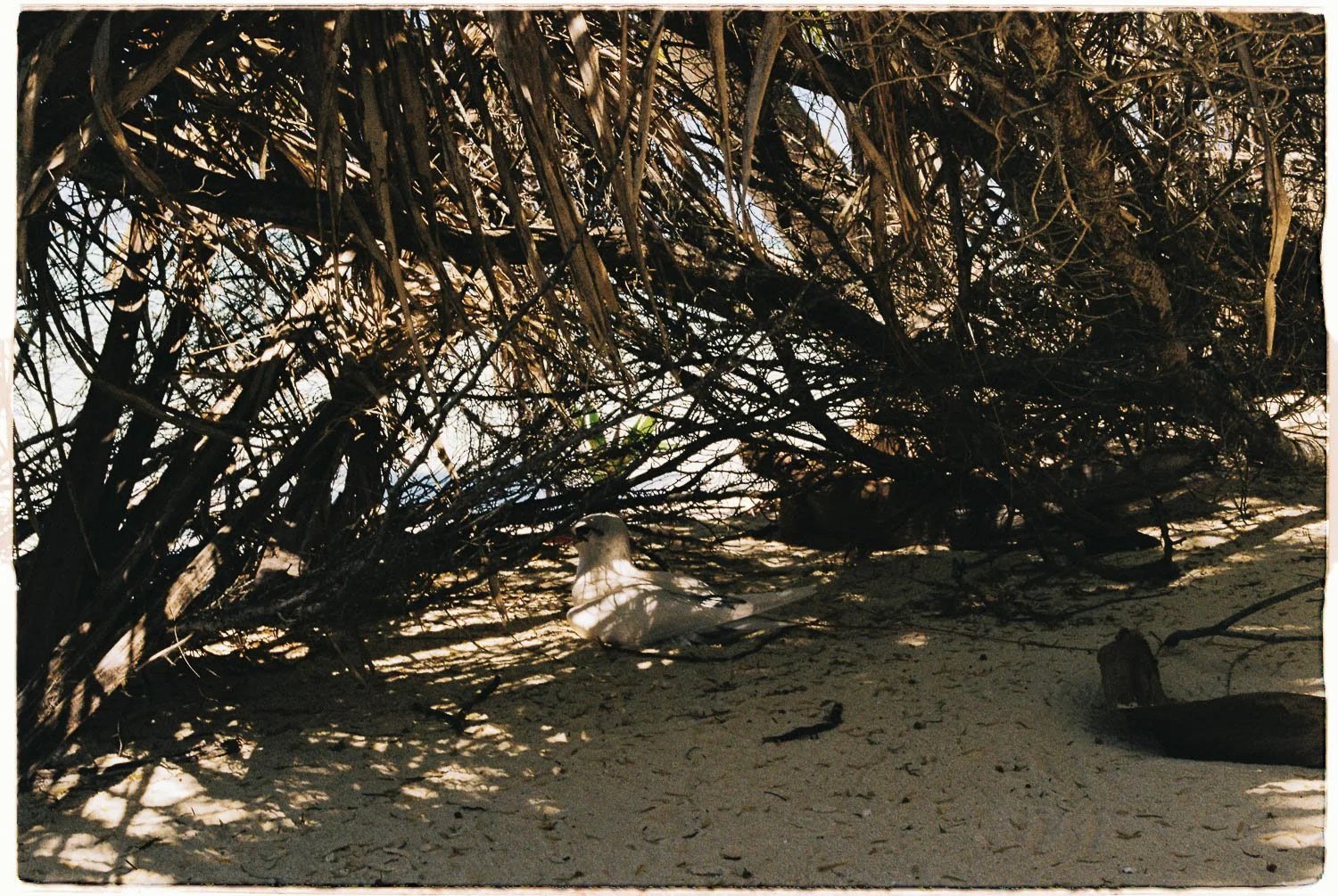 TrejoRaquel_Coral Kids_Marine Conservation_Oceania-12.jpg