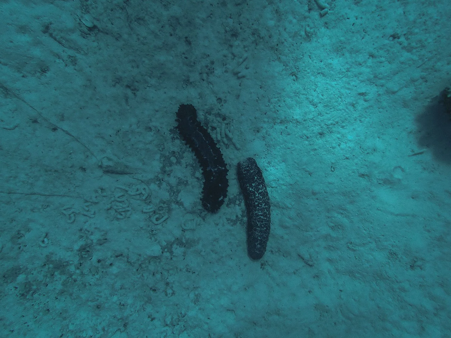 TrejoRaquel_Coral Kids_Marine Conservation_Oceania-88.jpg