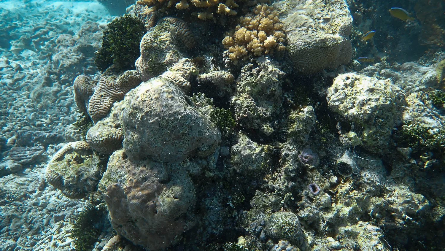 TrejoRaquel_Coral Kids_Marine Conservation_Oceania-14.jpg