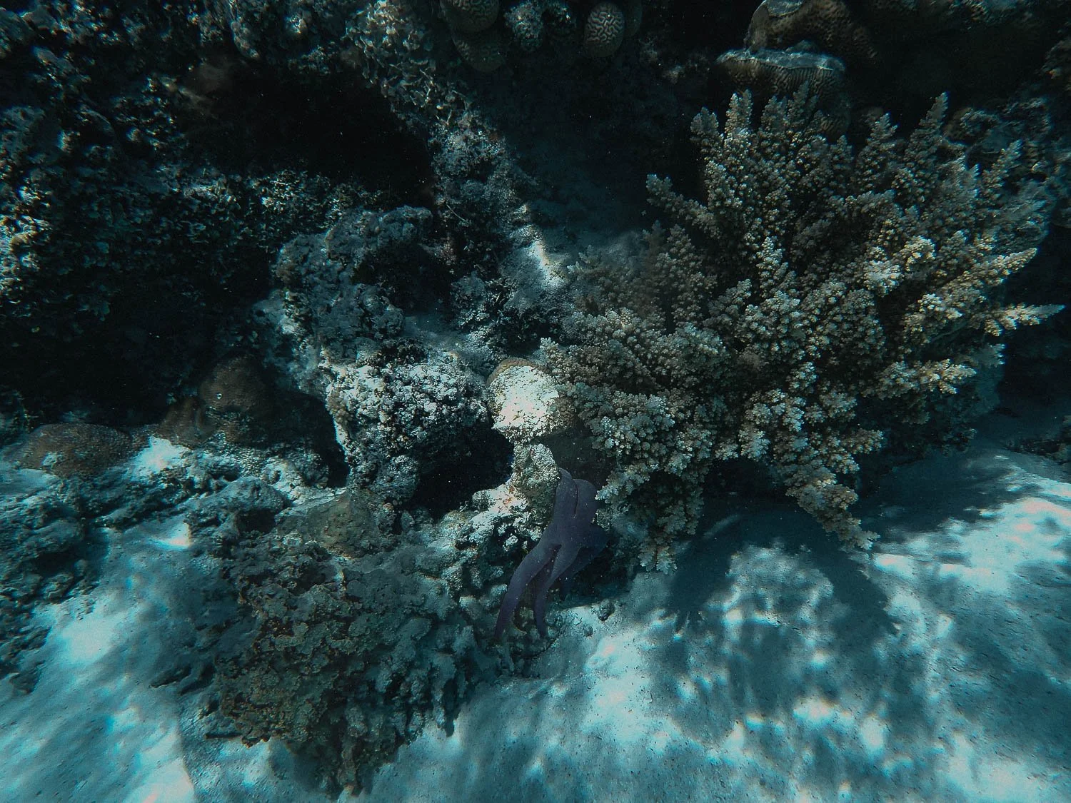 TrejoRaquel_Coral Kids_Marine Conservation_Oceania-148.jpg